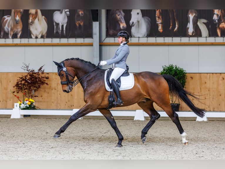 Hannoveraner Wallach 15 Jahre 175 cm Brauner in Lathum