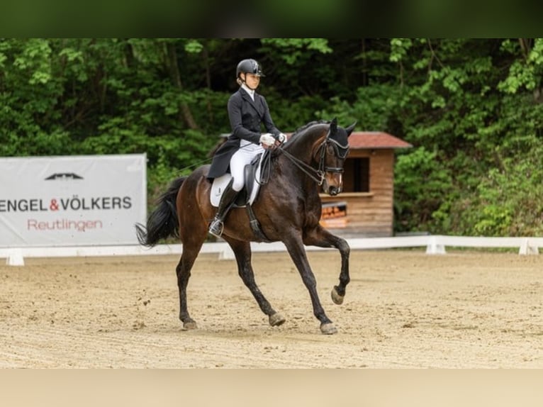 Hannoveraner Wallach 15 Jahre 175 cm Dunkelbrauner in Bad Saulgau