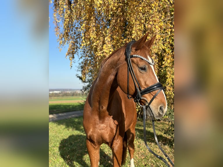 Hannoveraner Wallach 15 Jahre 175 cm Fuchs in Kirchheim unter Teck