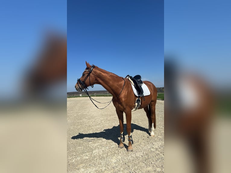 Hannoveraner Wallach 15 Jahre 175 cm Fuchs in Kirchheim unter Teck