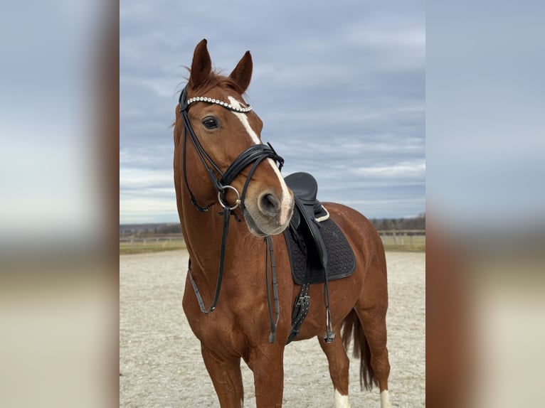 Hannoveraner Wallach 15 Jahre 175 cm Fuchs in Kirchheim unter Teck