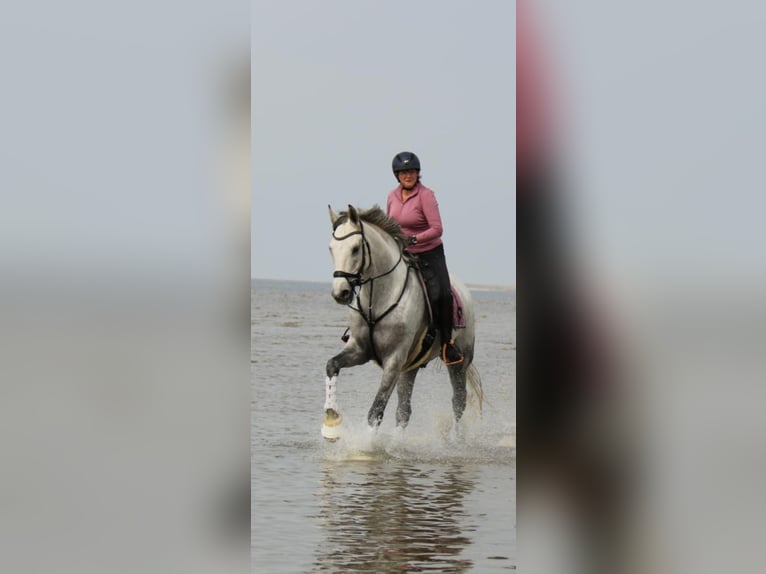 Hannoveraner Wallach 15 Jahre 175 cm Schimmel in Bosau