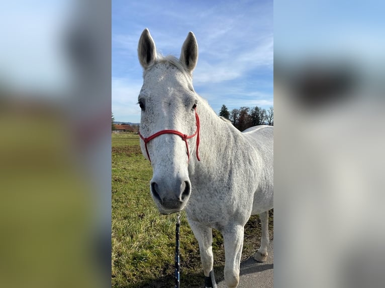 Hannoveraner Wallach 15 Jahre 175 cm Schimmel in Raisting