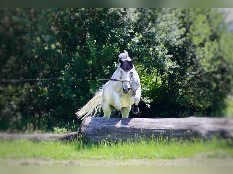 Hannoveraner Wallach 15 Jahre 175 cm Schimmel in Raisting