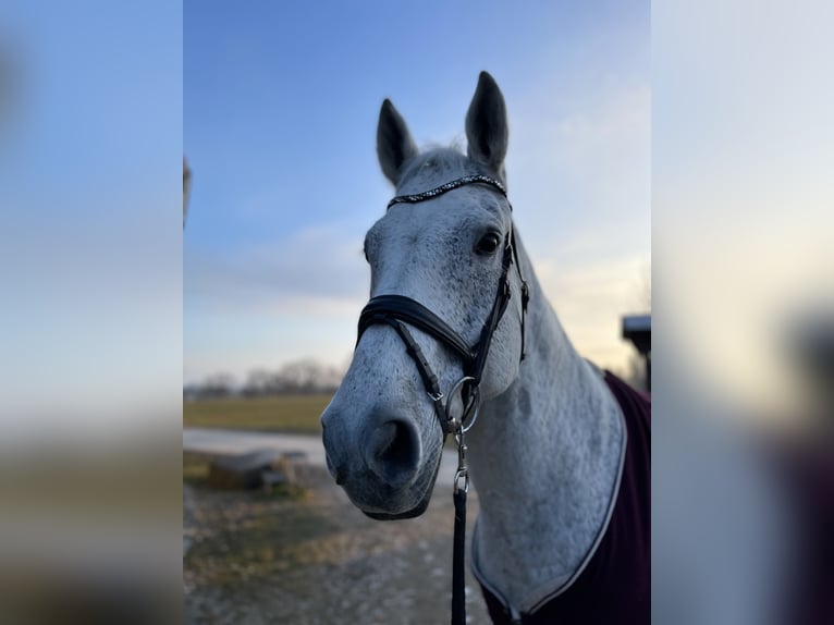 Hannoveraner Wallach 15 Jahre 175 cm Schimmel in Raisting