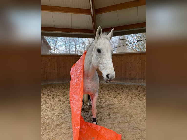 Hannoveraner Wallach 15 Jahre 175 cm Schimmel in Raisting