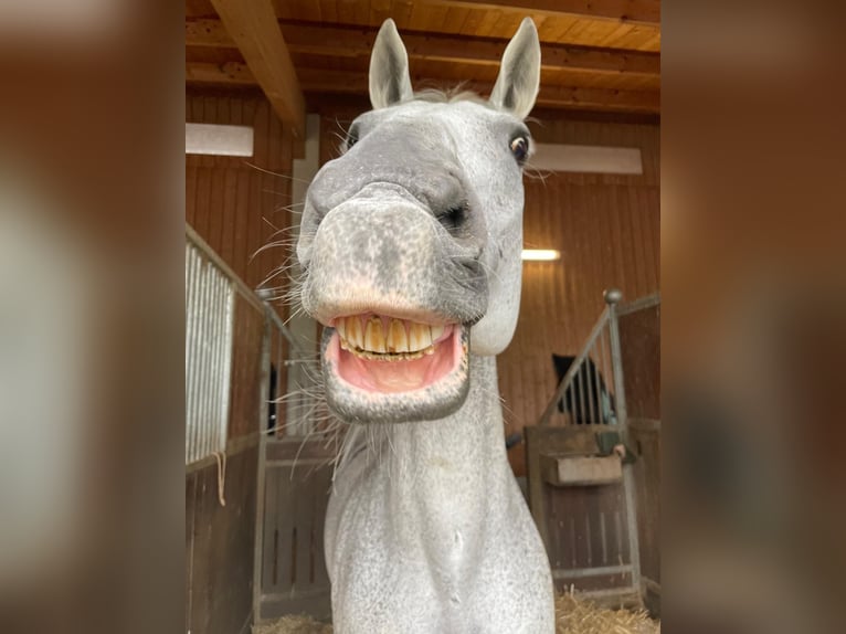 Hannoveraner Wallach 15 Jahre 175 cm Schimmel in Raisting