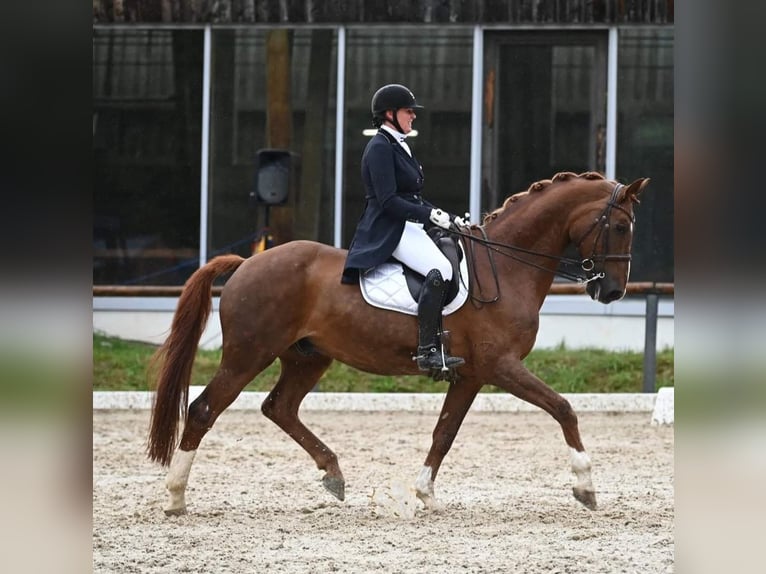 Hannoveraner Wallach 15 Jahre 176 cm Dunkelfuchs in Mils