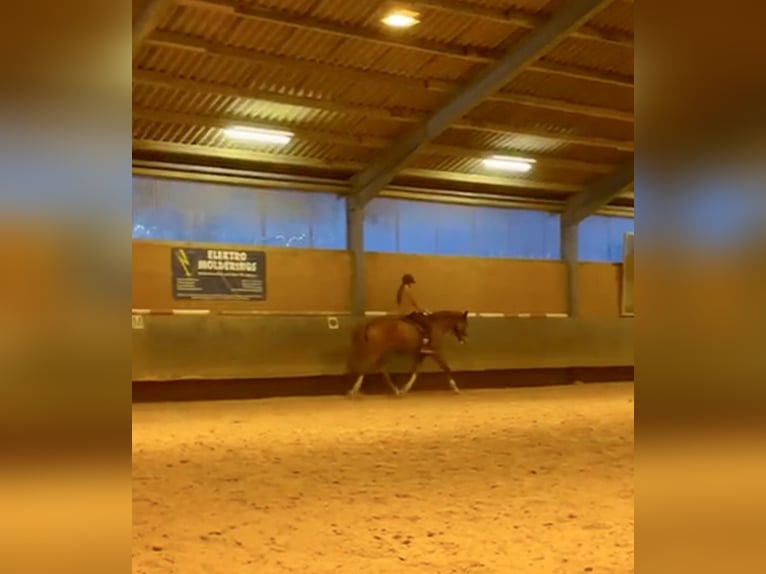 Hannoveraner Wallach 15 Jahre 176 cm Fuchs in Krefeld