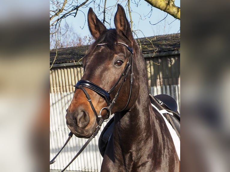 Hannoveraner Wallach 15 Jahre 177 cm Dunkelbrauner in Lilienthal