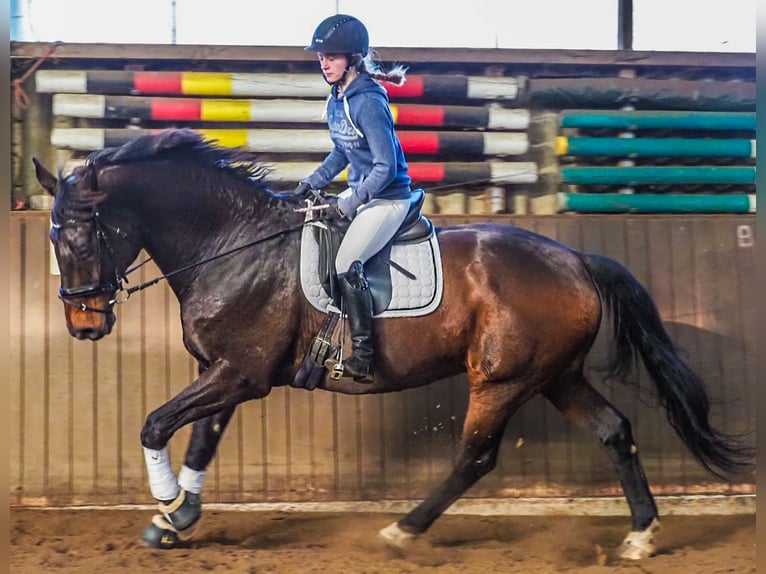 Hannoveraner Wallach 15 Jahre 177 cm Dunkelbrauner in Lilienthal