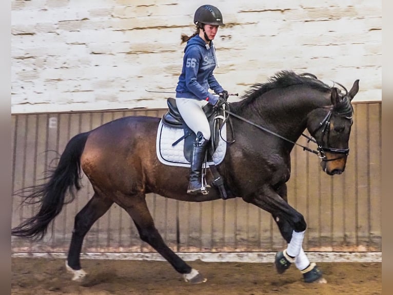 Hannoveraner Wallach 15 Jahre 177 cm Dunkelbrauner in Lilienthal