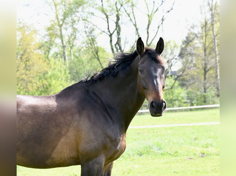 Hannoveraner Wallach 15 Jahre 177 cm Dunkelbrauner in Lilienthal