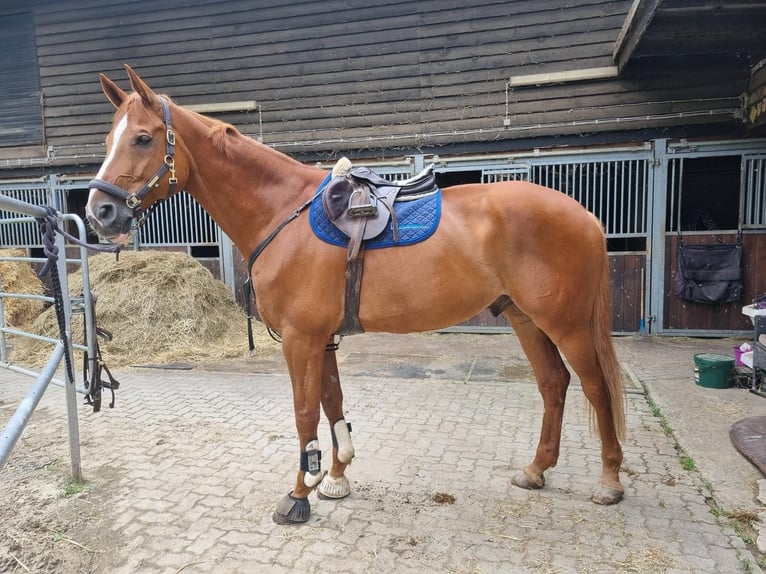 Hannoveraner Wallach 15 Jahre 179 cm Fuchs in Gifhorn