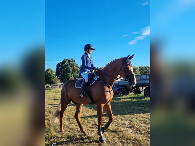 Hannoveraner Wallach 15 Jahre 179 cm Fuchs in Gifhorn