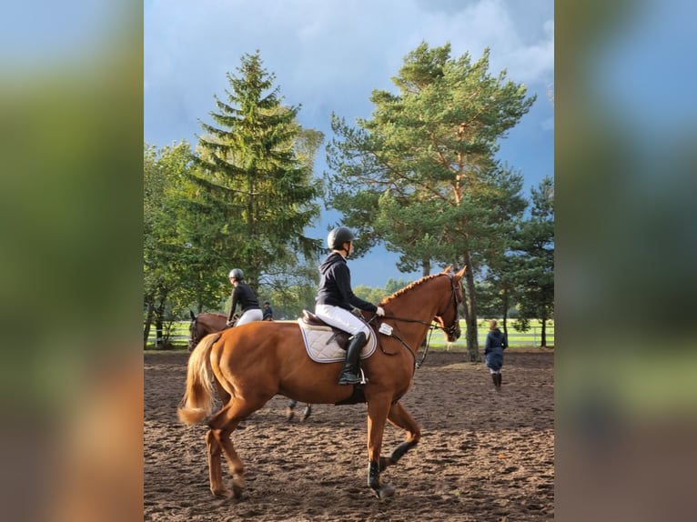 Hannoveraner Wallach 15 Jahre 179 cm Fuchs in Gifhorn