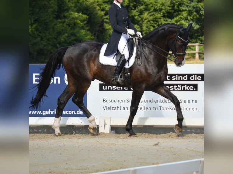 Hannoveraner Wallach 15 Jahre 181 cm Dunkelbrauner in Erwitte