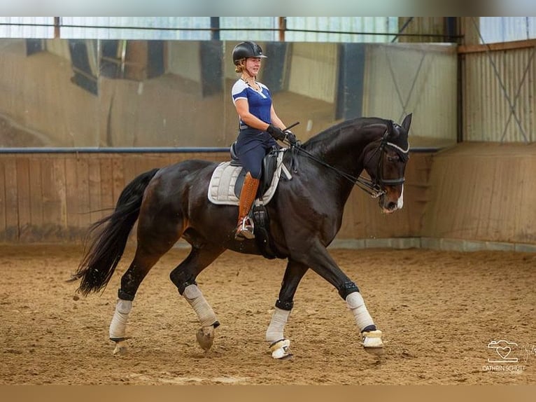 Hannoveraner Wallach 15 Jahre 181 cm Dunkelbrauner in Erwitte