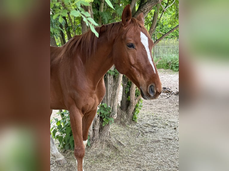 Hannoveraner Mix Wallach 15 Jahre in Korntal-M&#xFC;nchingen