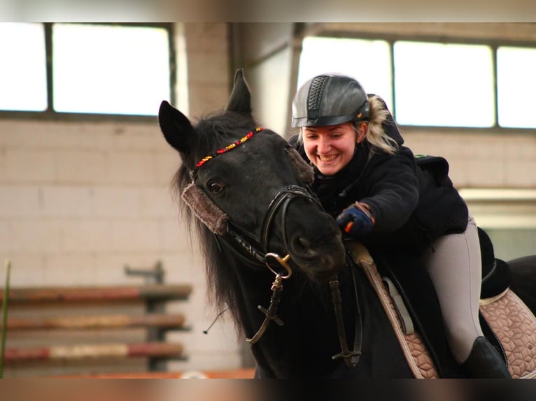 Hannoveraner Wallach 16 Jahre 160 cm in Weiterstadt