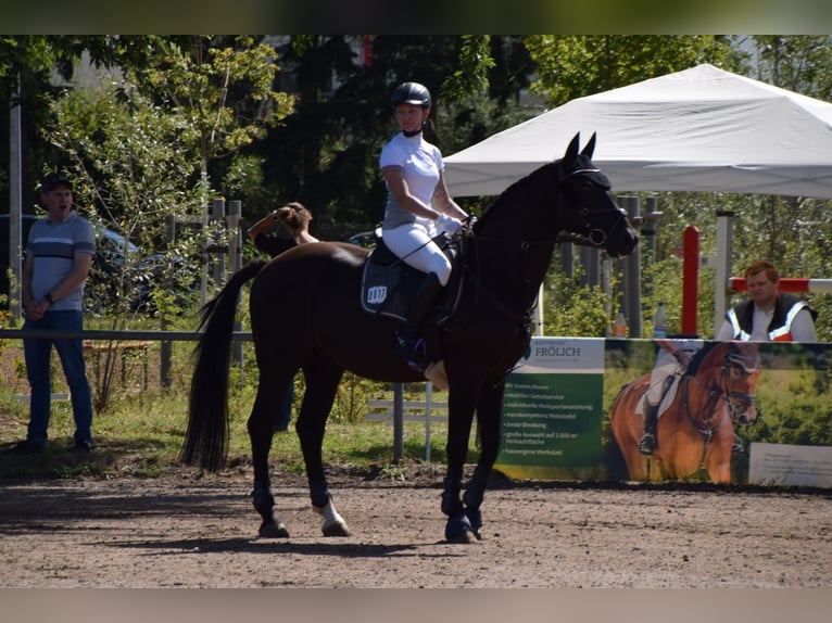 Hannoveraner Wallach 16 Jahre 160 cm in Weiterstadt