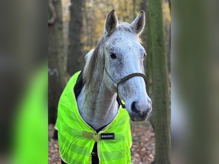 Hannoveraner Wallach 16 Jahre 163 cm Apfelschimmel in Hamm