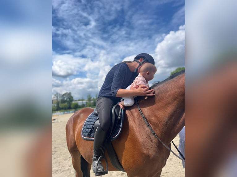 Hannoveraner Wallach 16 Jahre 163 cm Dunkelbrauner in Sonnefeld