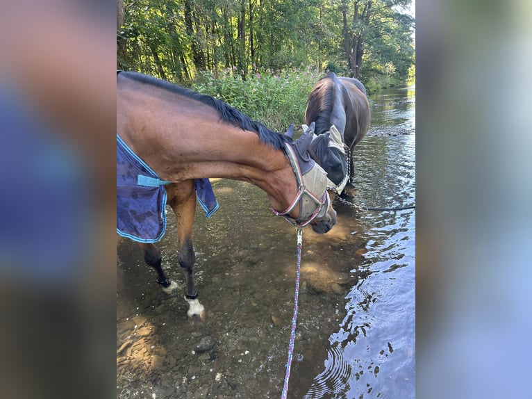 Hannoveraner Wallach 16 Jahre 163 cm Dunkelbrauner in Sonnefeld