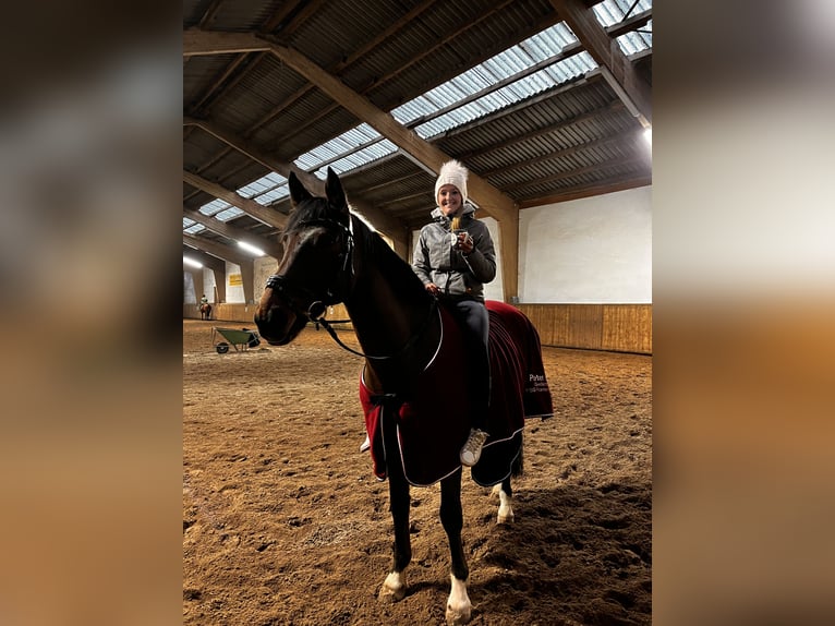 Hannoveraner Wallach 16 Jahre 163 cm Dunkelbrauner in Sonnefeld