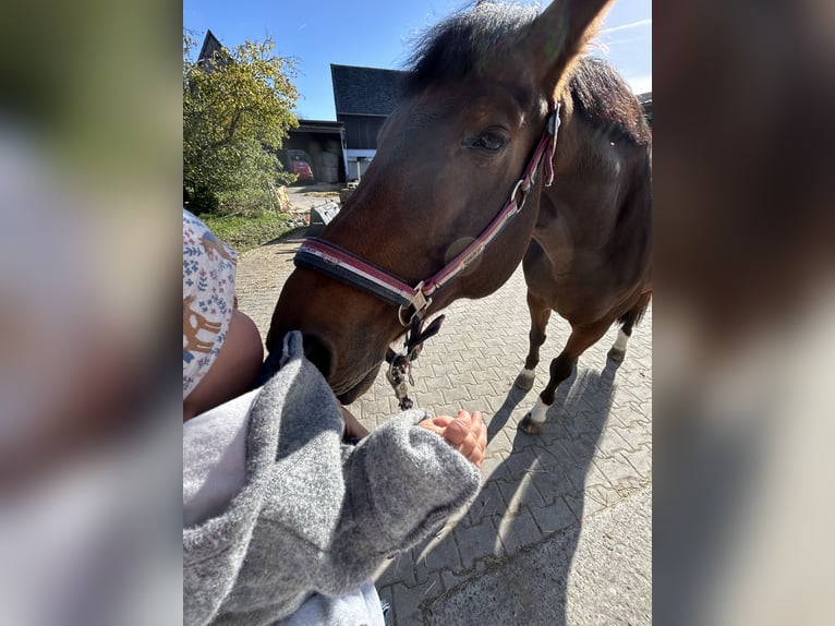 Hannoveraner Wallach 16 Jahre 163 cm Dunkelbrauner in Sonnefeld