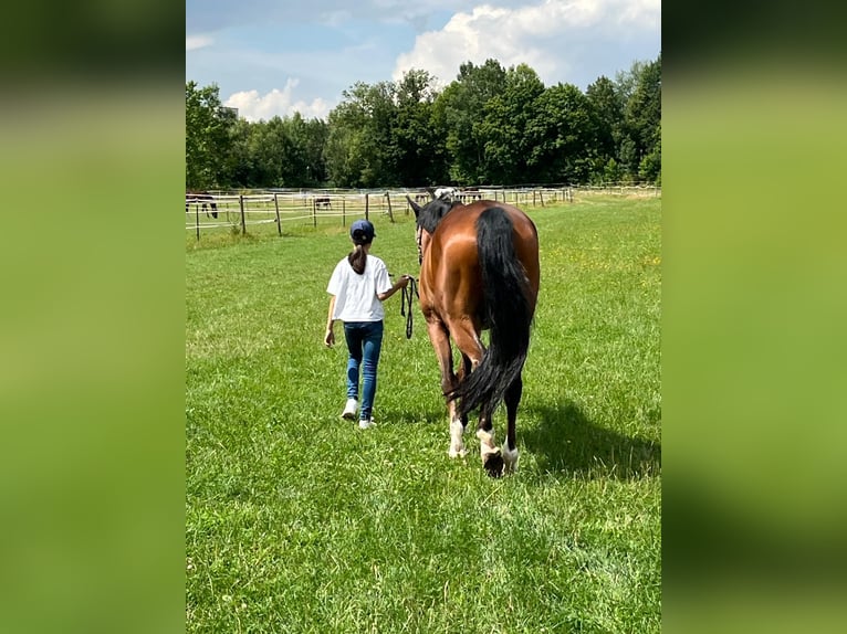 Hannoveraner Wallach 16 Jahre 163 cm Dunkelbrauner in Sonnefeld