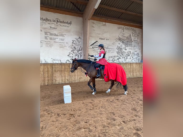 Hannoveraner Wallach 16 Jahre 163 cm Dunkelbrauner in Sonnefeld