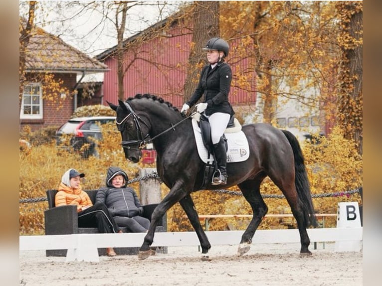 Hannoveraner Wallach 16 Jahre 164 cm Rappe in Seevetal