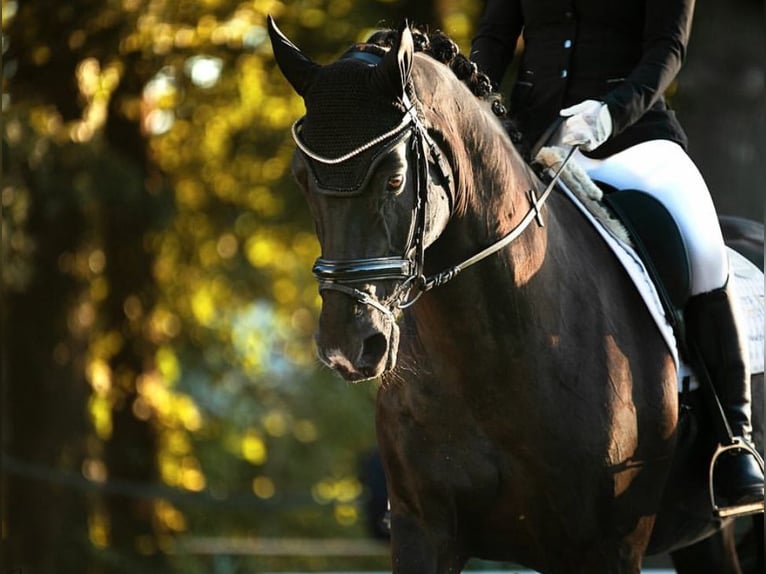 Hannoveraner Wallach 16 Jahre 164 cm Rappe in Seevetal