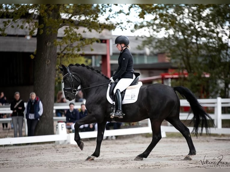 Hannoveraner Wallach 16 Jahre 164 cm Rappe in Seevetal