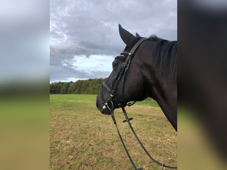 Hannoveraner Wallach 16 Jahre 164 cm Rappe in Bielefeld