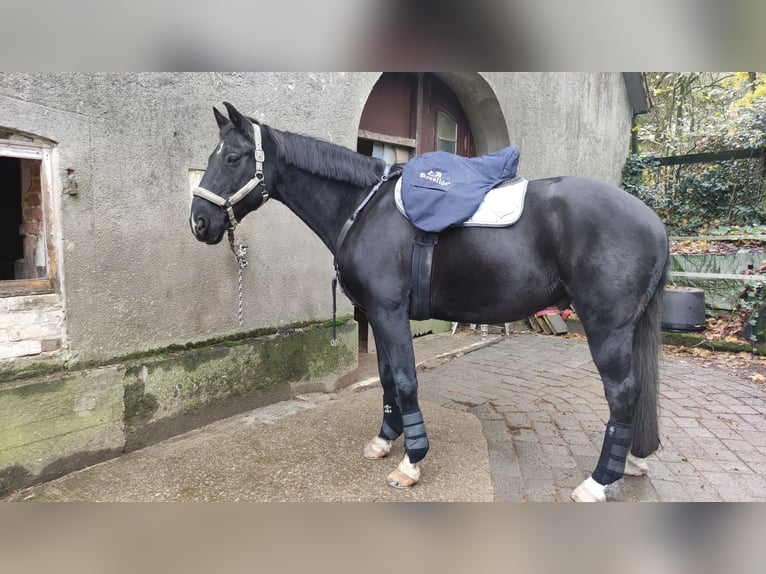 Hannoveraner Wallach 16 Jahre 164 cm Rappe in Bielefeld