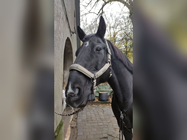 Hannoveraner Wallach 16 Jahre 164 cm Rappe in Bielefeld
