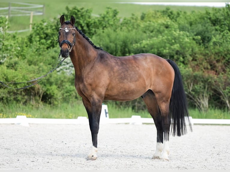 Hannoveraner Wallach 16 Jahre 165 cm Brauner in Laubach