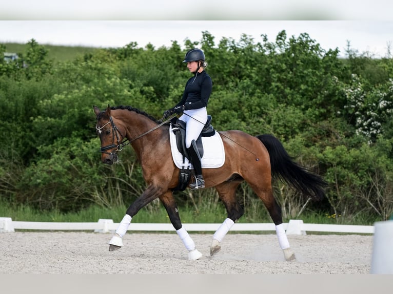 Hannoveraner Wallach 16 Jahre 165 cm Brauner in Laubach