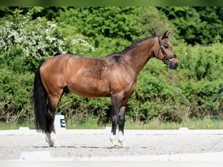 Hannoveraner Wallach 16 Jahre 165 cm Brauner in Laubach