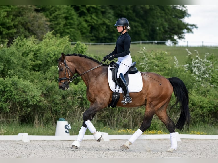Hannoveraner Wallach 16 Jahre 165 cm Brauner in Laubach