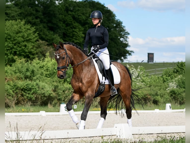 Hannoveraner Wallach 16 Jahre 165 cm Brauner in Laubach