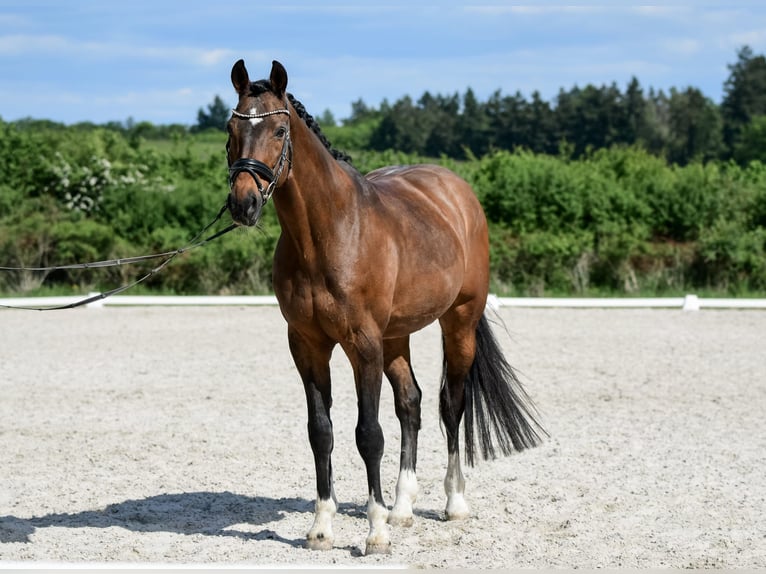 Hannoveraner Wallach 16 Jahre 165 cm Brauner in Laubach