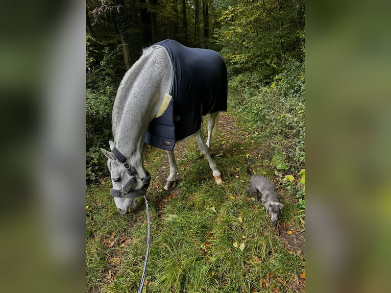 Hannoveraner Wallach 16 Jahre 167 cm Schimmel in Chemnitz