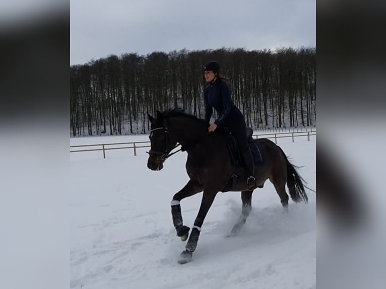 Hannoveraner Wallach 16 Jahre 168 cm in Bramsche