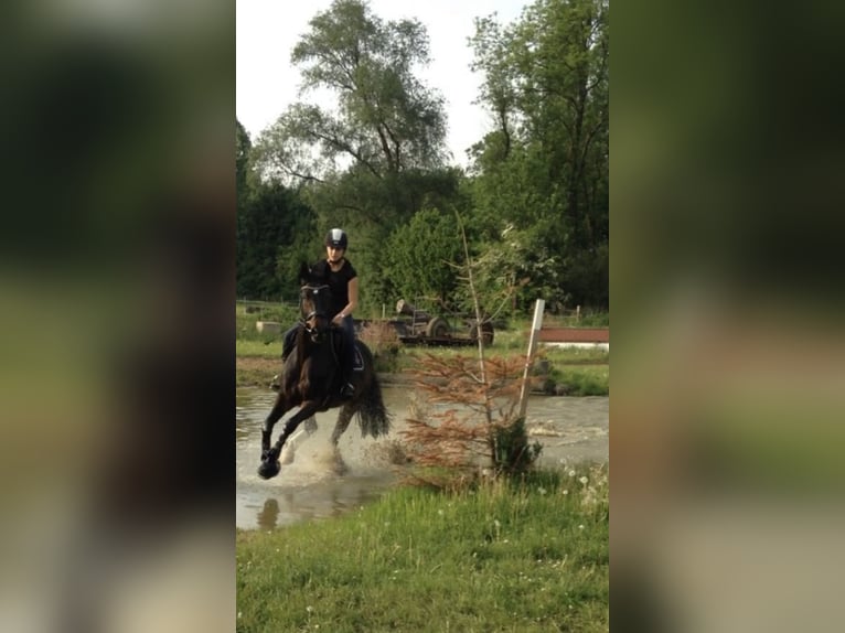 Hannoveraner Wallach 16 Jahre 168 cm in Bramsche