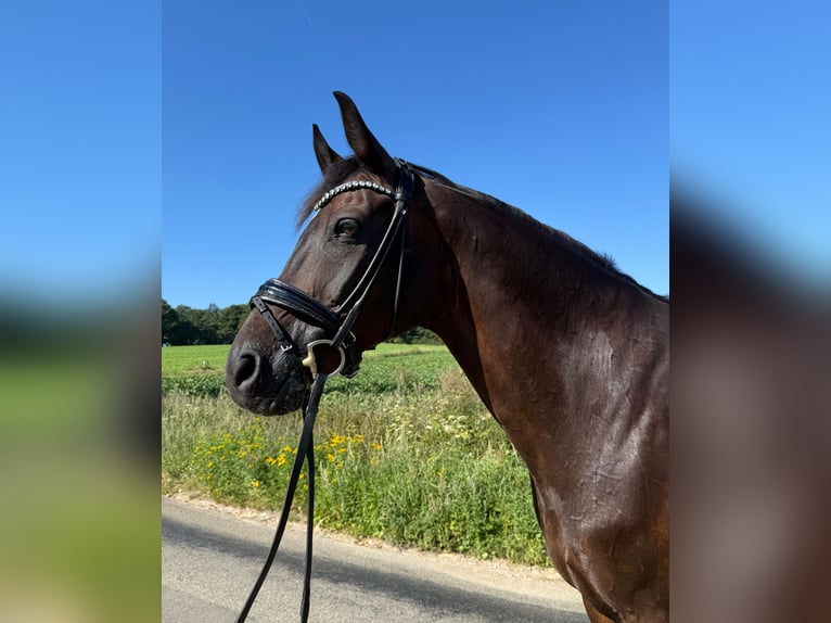 Hannoveraner Wallach 16 Jahre 168 cm in Bramsche