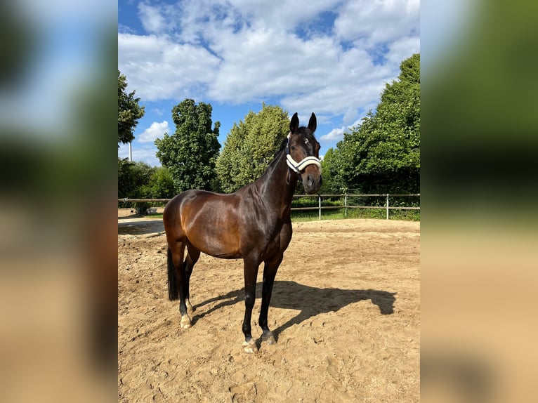 Hannoveraner Wallach 16 Jahre 168 cm Dunkelbrauner in Sarstedt