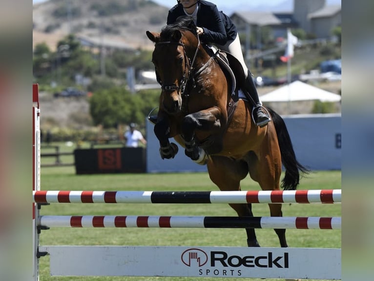 Hannoveraner Wallach 16 Jahre 168 cm Rotbrauner in Cleburne